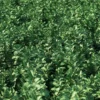 Meadow Plant (Artemisia) - Image 3