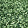 Meadow Plant (Bitter Dock) - Image 3