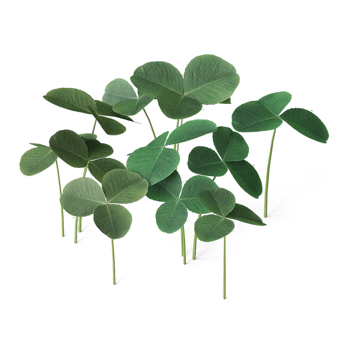 Meadow Plant (Clover)