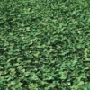 Meadow Plant (Clover) - Image 3