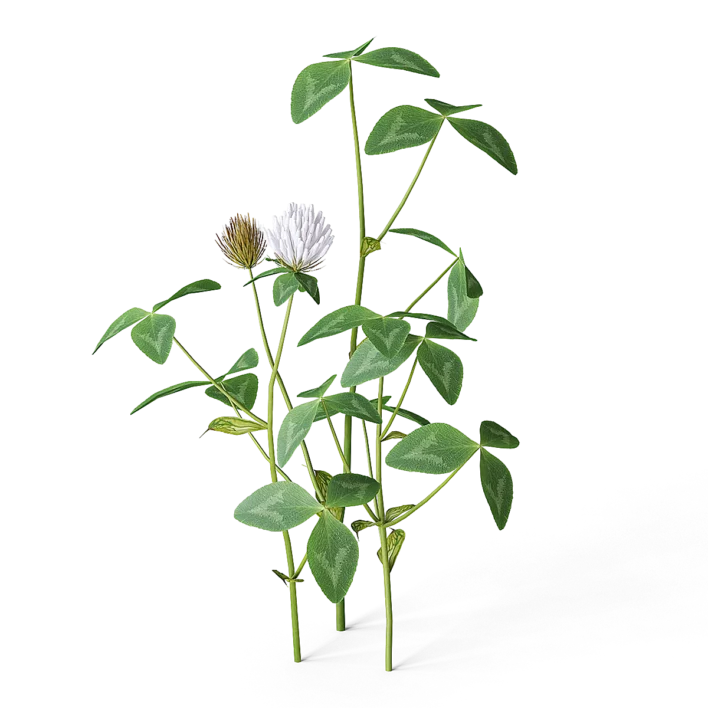 Meadow Plant (Clover)