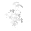 Meadow Plant (Clover) - Image 2