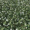 Meadow Plant (Clover) - Image 3