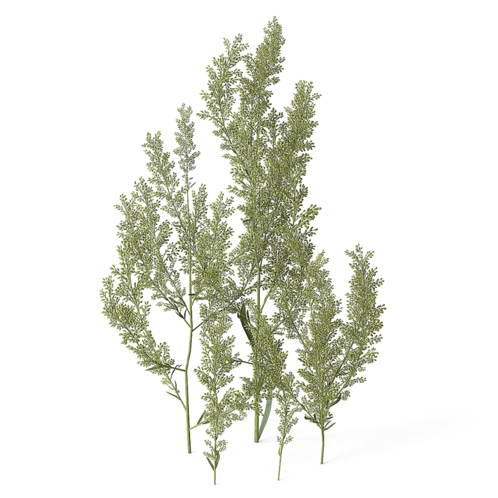 Meadow Plant (Goldenrod)