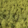 Meadow Plant (Goldenrod) - Image 3
