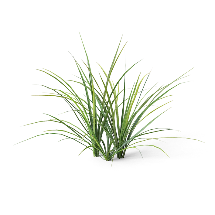 Meadow Plant (Grass)