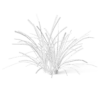 Meadow Plant (Grass) - Image 2