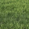 Meadow Plant (Grass) - Image 3