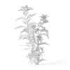 Meadow Plant (Nettles) - Image 2
