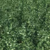 Meadow Plant (Nettles) - Image 3