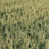 Meadow Plant (Plantain) - Image 3