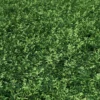 Meadow Plant (Silverweed) - Image 3
