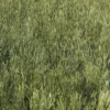 Meadow Plant (Tall Grass) - Image 3