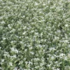 Meadow Plant (White Campion) - Image 3