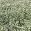 Meadow Plant (Yarrow) - Image 3
