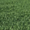 Meadow Plant (Yarrow) - Image 3