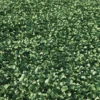Meadow Plant - Image 3