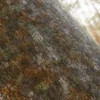Eagle Wood Bark (5105) - Image 2