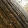 Eagle Wood Bark With Moss (5107) - Image 2