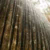 Eagle Wood Bark With Moss (5108) - Image 2