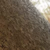 Himalayan Dogwood Bark (5124) - Image 2