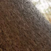 Himalayan Dogwood Bark (5125) - Image 2