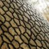 Himalayan Dogwood Bark (5126) - Image 2