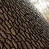 Himalayan Dogwood Bark (5127) - Image 2