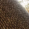 Himalayan Dogwood Bark (5128) - Image 2