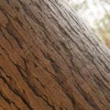 Japanese Alder Bark (5116) - Image 2