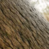 Japanese Alder Bark (5118) - Image 2