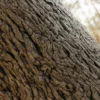 Japanese Alder Bark (5119) - Image 2