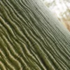 Manchurian Maple Bark (5120) - Image 2