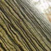 Manchurian Maple Bark (5121) - Image 2