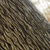 Manchurian Maple Bark (5123) - Image 2