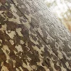 Oriental Plane Bark (5130) - Image 2