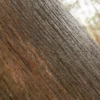 Pink Silk Tree Bark (5113) - Image 2