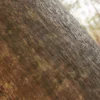 Pink Silk Tree Bark (5114) - Image 2