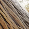Sacred Fig Bark (5102) - Image 2