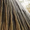 Sacred Fig Bark Twisted (5104) - Image 2
