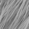 Sacred Fig Bark Twisted (5104) - Image 6