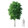 Agarwood Tree 5.7m - Image 3