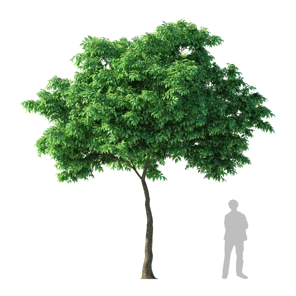 Agarwood Tree 5.9m