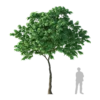Agarwood Tree 5.9m - Image 3