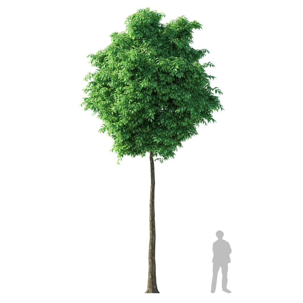 Agarwood Tree 8.2m