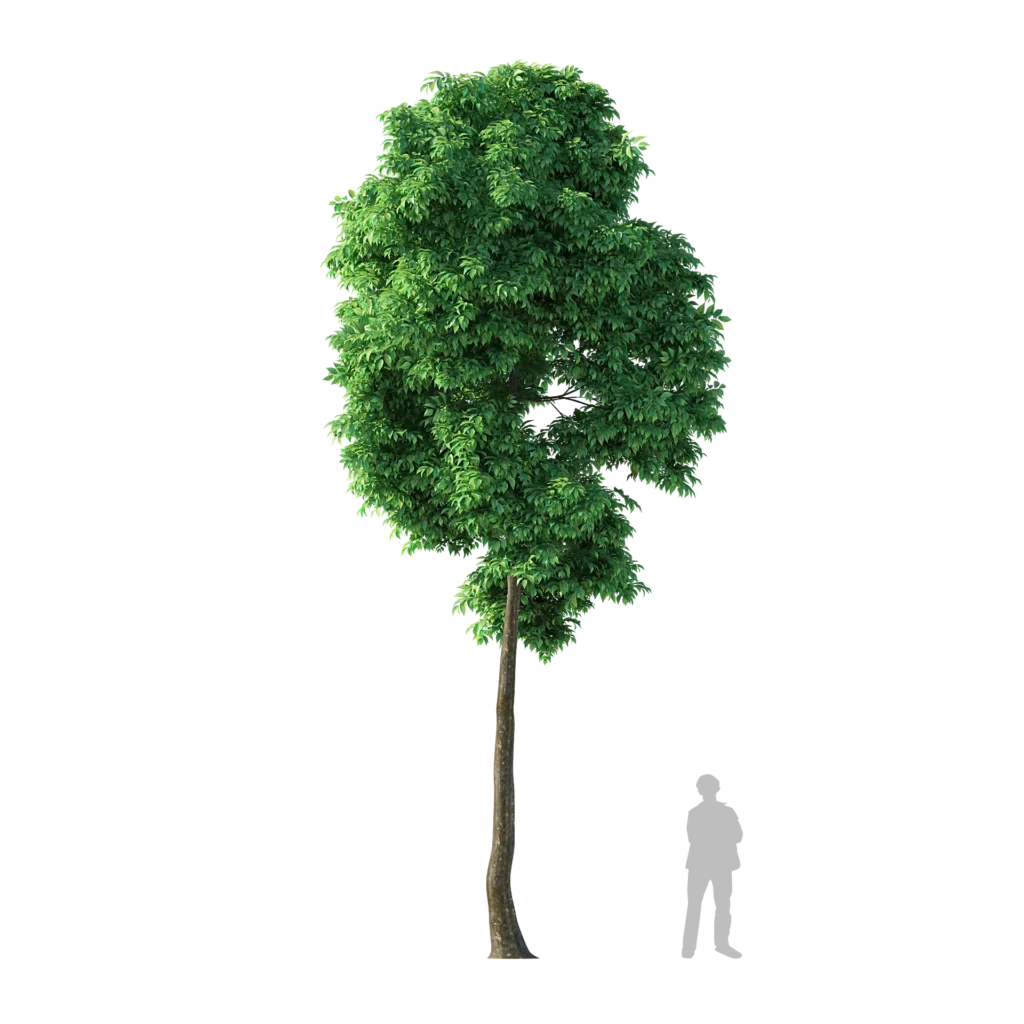 Agarwood Tree 8.8m