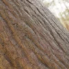 Chinese White Pine Bark (5148) - Image 2