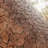 Chinese White Pine Bark (5149) - Image 2