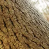 Chinese White Pine Bark (5150) - Image 2