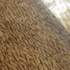 Chinese White Pine Bark (5151) - Image 2